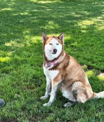 Found/Stray Unknown Dog last seen 30th st E Ave L, Lancaster, CA 93535