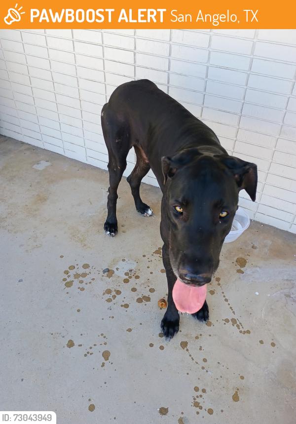 Found/Stray Male Dog last seen North Angelo Branch Library, San Angelo, TX 76903