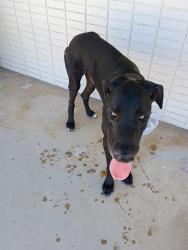 Found/Stray Male Dog last seen North Angelo Branch Library, San Angelo, TX 76903