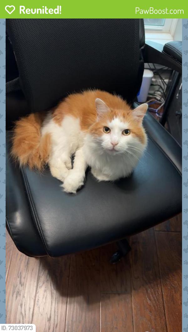 Reunited Male Cat last seen Weald Way and Cannaberry, Spring, TX 77388