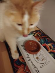 Reunited Male Cat last seen Cross Walk Bristol, Bristol City, England BS14