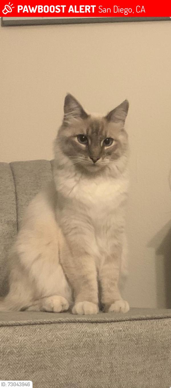 Lost Female Cat last seen Radio Dr. San Diego 92114, San Diego, CA 92114
