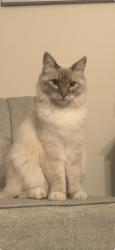 Lost Female Cat last seen Radio Dr. San Diego 92114, San Diego, CA 92114