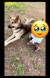 Reunited Male Dog last seen corcoran, Vallejo, CA 94589