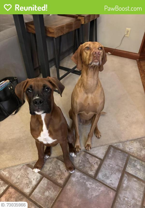 Reunited Female Dog last seen Heathwood and Churchill, Hamilton, OH 45013