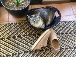 Lost Female Cat last seen Fox Lair and Ramble Wood Dr, Flagstaff, AZ 86004