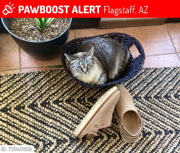 Lost Female Cat last seen Fox Lair and Ramble Wood Dr, Flagstaff, AZ 86004