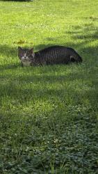 Found/Stray Male Cat last seen Brethren Church Rd, Leola, PA 17540