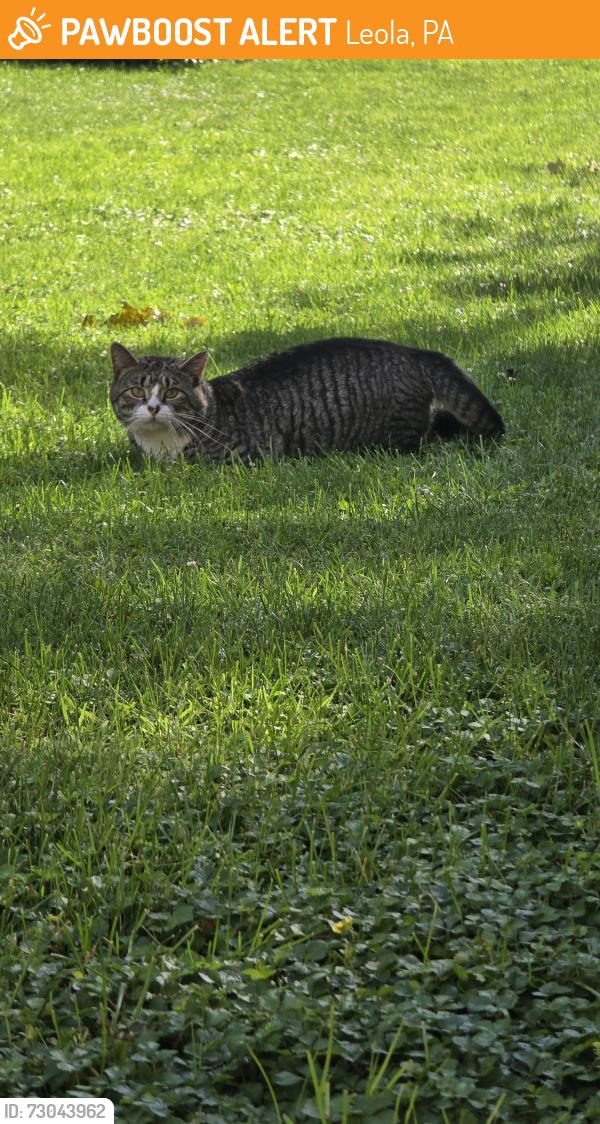 Found/Stray Male Cat last seen Brethren Church Rd, Leola, PA 17540