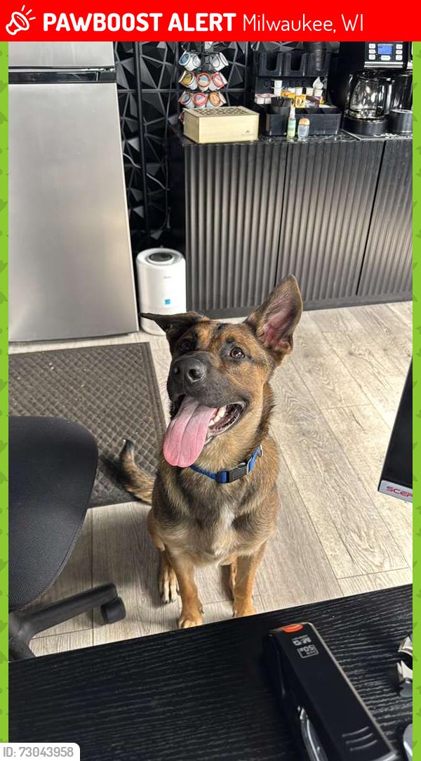 Lost Male Dog last seen 7th st Oklahoma Milwaukee wisconsis , Milwaukee, WI 53215