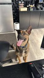 Lost Male Dog last seen 7th st Oklahoma Milwaukee wisconsis , Milwaukee, WI 53215