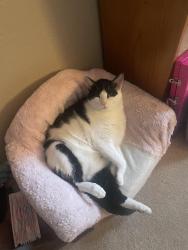 Reunited Male Cat last seen Lionshead Pkwy & Lynx Cove, Lone Tree, CO 80124