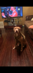 Lost Female Dog last seen Diamond lake , Fort Worth, TX 76247