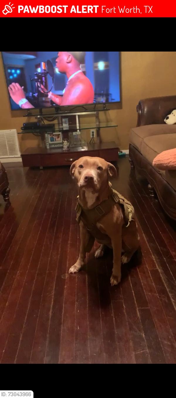 Lost Female Dog last seen Diamond lake , Fort Worth, TX 76247