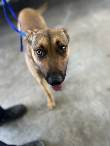 Shelter Stray Female Dog last seen Near LUBBOCK AVE, South District, , 355 Hillshire Dr, Haslet, TX 76052, USA