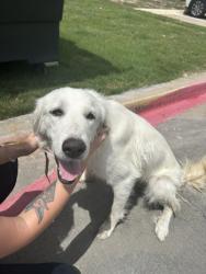 Shelter Stray Female Dog last seen Near OLD DECATUR RD, North District, TX, 355 Hillshire Dr, Haslet, TX 76052, USA