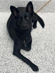 Shelter Stray Female Dog last seen Near Buloxi Blvd, Fulton County, GA, 1251 Fulton Industrial Blvd NW, Atlanta, GA 30336, USA