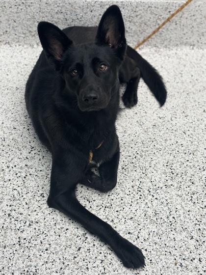 Shelter Stray Female Dog last seen Near Buloxi Blvd, Fulton County, GA, 1251 Fulton Industrial Blvd NW, Atlanta, GA 30336, USA