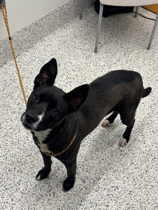 Shelter Stray Female Dog last seen Near Old National Hwy, Atlanta, GA, 1251 Fulton Industrial Blvd NW, Atlanta, GA 30336, USA