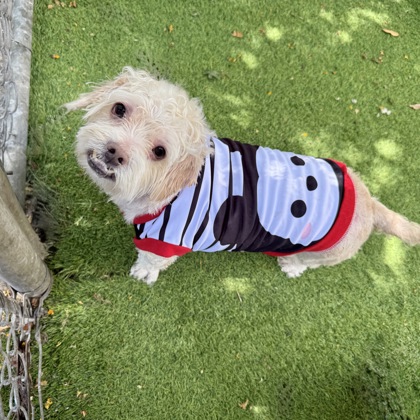 Shelter Stray Male Dog last seen Near 83rd ave, Oakland, CA, 1101 29th Ave, Oakland, CA 94601, USA