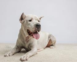 Shelter Stray Female Dog last seen HWY 19, Homosassa, FL, 4030 S Airport Rd, Inverness, FL 34450, USA