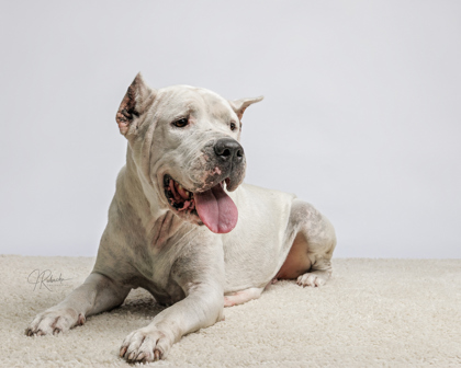 Shelter Stray Female Dog last seen HWY 19, Homosassa, FL, 4030 S Airport Rd, Inverness, FL 34450, USA