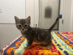 Shelter Stray Male Cat last seen Near E US 40 Hwy, KCMO, 64133, 64133, MO, 7077 Elmwood Ave, Kansas City, MO 64132, USA
