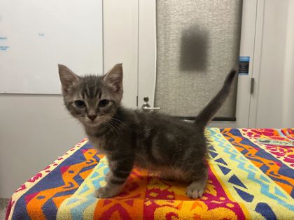 Shelter Stray Male Cat last seen Near E US 40 Hwy, KCMO, 64133, 64133, MO, 7077 Elmwood Ave, Kansas City, MO 64132, USA
