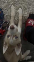 Lost Male Dog last seen Huebner rd., San Antonio, TX 78230