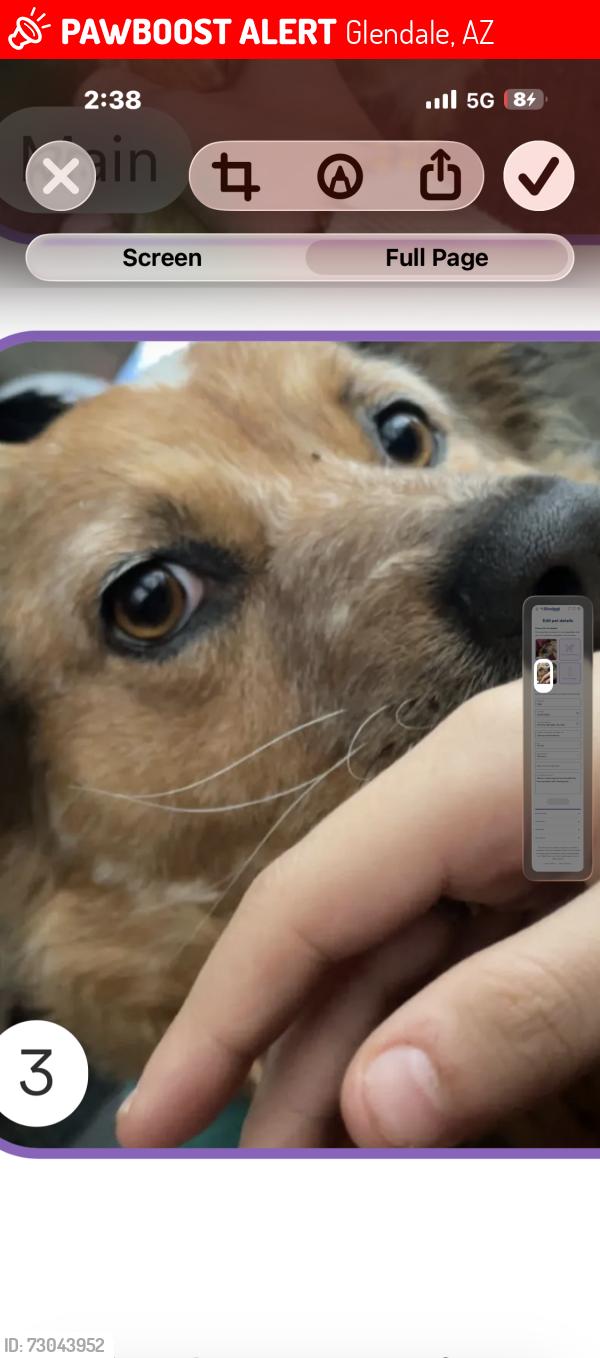 Lost Female Dog last seen 51st av and mcdowell, Glendale, AZ 85304