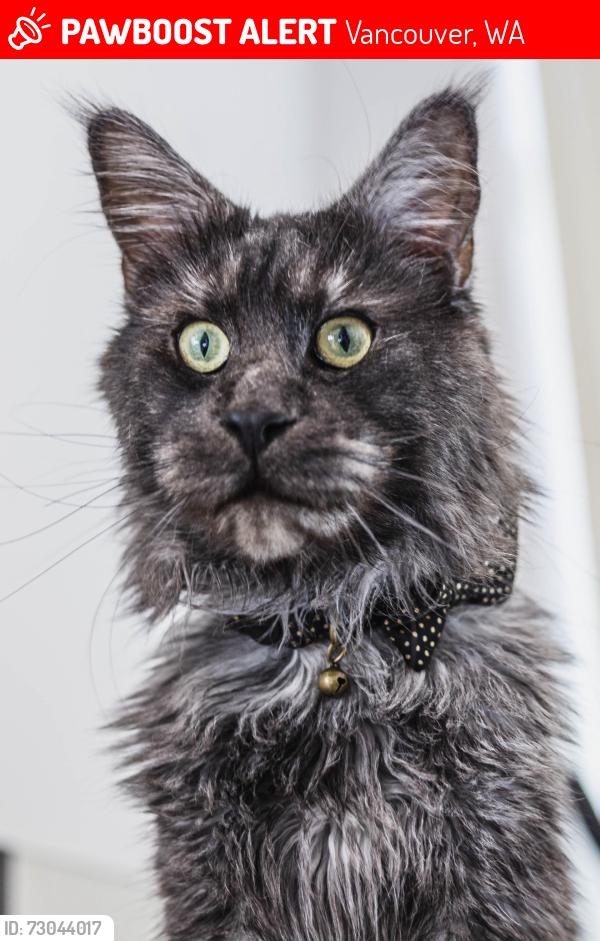 Lost Male Cat last seen Our hse near 99th st and gaiser, Vancouver, WA 98665