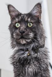 Lost Male Cat last seen Our hse near 99th st and gaiser, Vancouver, WA 98665