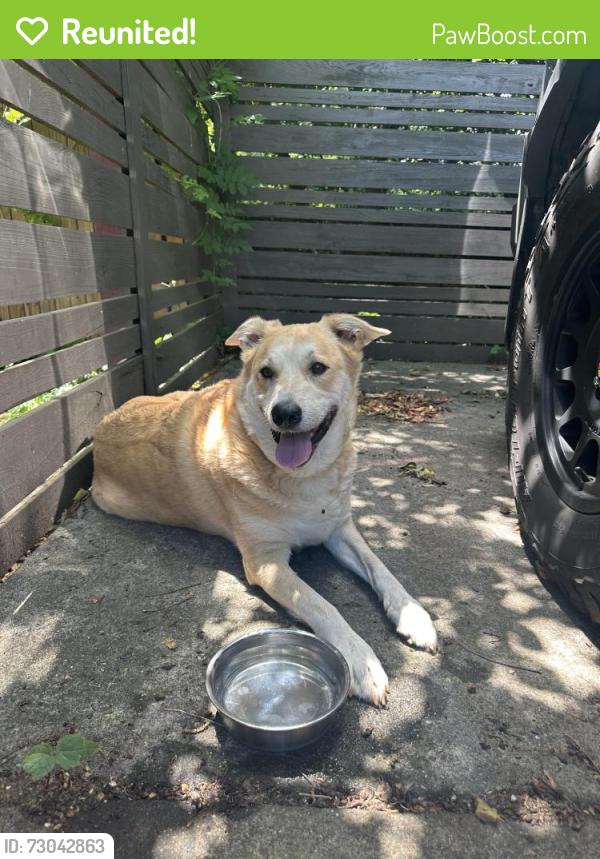 Reunited Unknown Dog last seen The plaza and hamorton pl, Charlotte, NC 28205