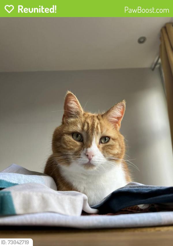 Reunited Male Cat last seen Colliter’s brook, Bristol City, England BS3