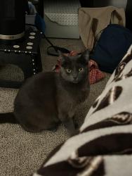Lost Female Cat last seen Near 30th street , Vancouver, WA 98663