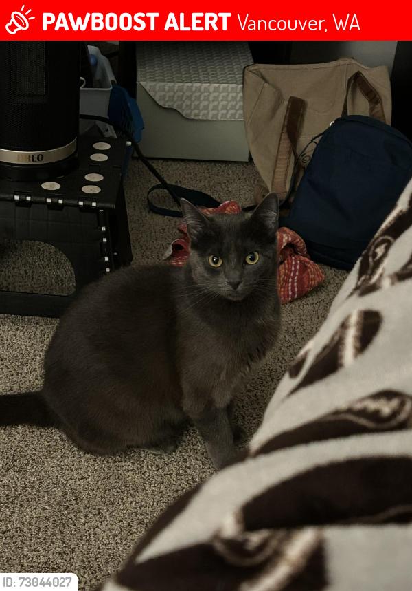 Lost Female Cat last seen Near 30th street , Vancouver, WA 98663