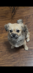 Lost Female Dog last seen Homan Ave & W Central Ave, Fort Worth, TX 76164