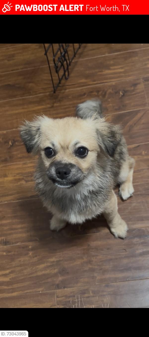 Lost Female Dog last seen Homan Ave & W Central Ave, Fort Worth, TX 76164