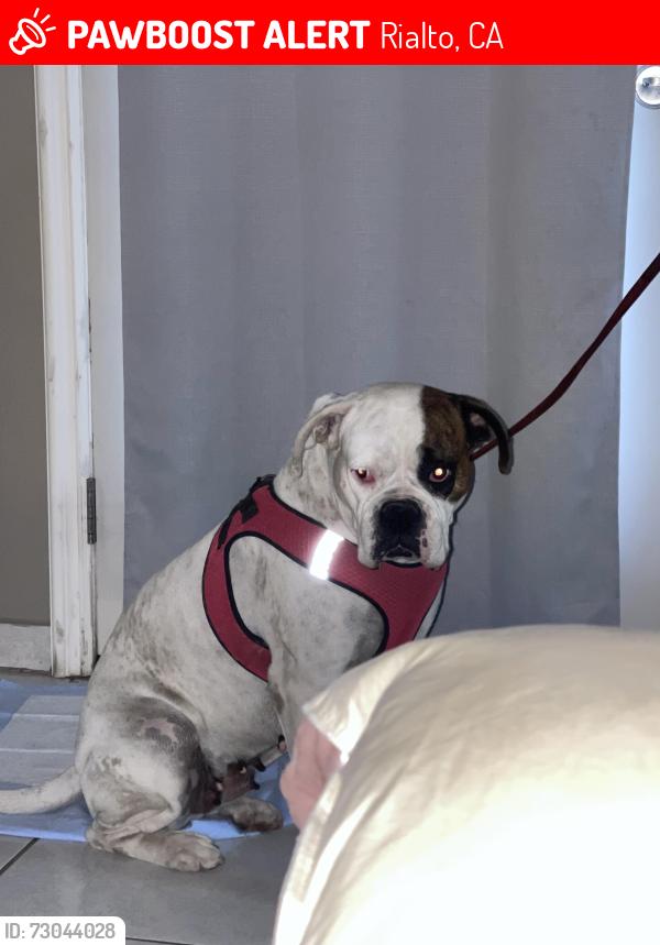 Lost Female Dog last seen Acacia Ave and walnut st Rialto CA, Rialto, CA 92376