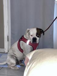 Lost Female Dog last seen Acacia Ave and walnut st Rialto CA, Rialto, CA 92376