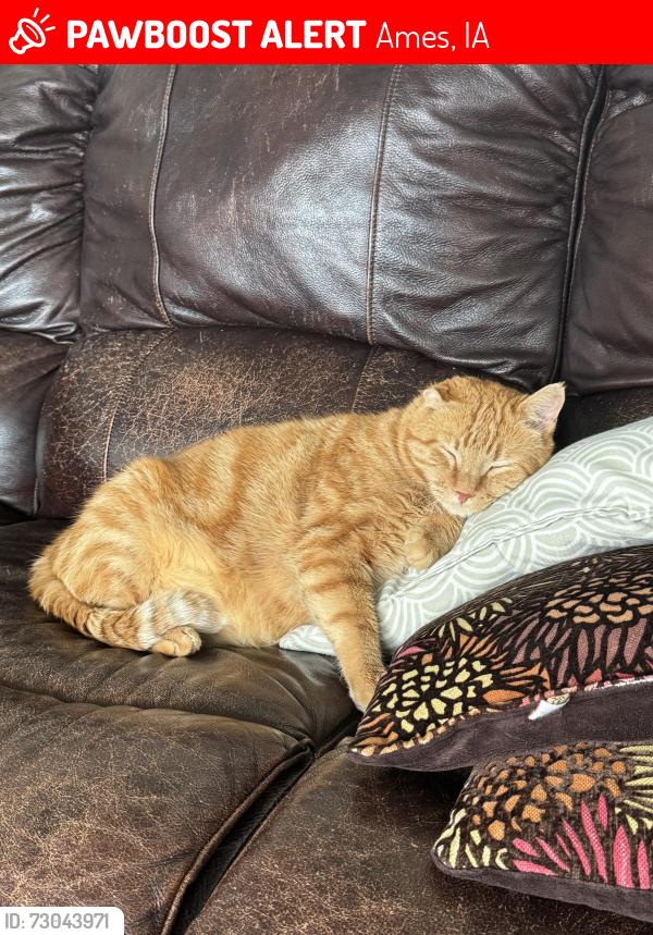 Lost Male Cat last seen western side of Sunset Ridge in Ames, Ames, IA 50014