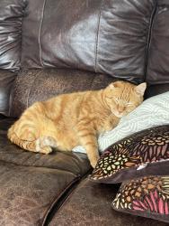 Lost Male Cat last seen western side of Sunset Ridge in Ames, Ames, IA 50014