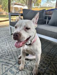 Found/Stray Female Dog last seen Balboa Park , Los Angeles, CA 91406