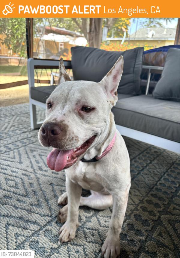Found/Stray Female Dog last seen Balboa Park , Los Angeles, CA 91406
