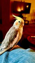 Lost Female Bird last seen N. Normandale / West Ft. Worth / 820 & I-30, Fort Worth, TX 76116