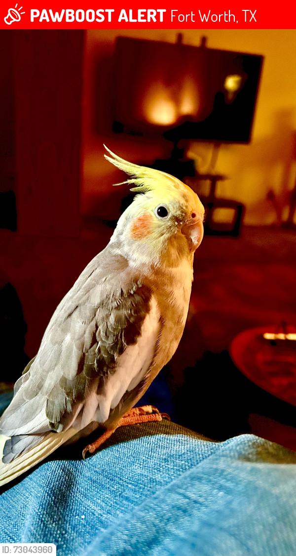 Lost Female Bird last seen N. Normandale / West Ft. Worth / 820 & I-30, Fort Worth, TX 76116