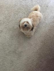 Lost Male Dog last seen Duval station road, Jacksonville, FL 32218