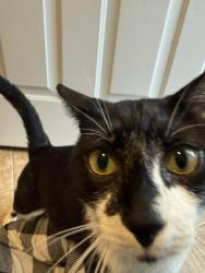 Found/Stray Male Cat last seen Eli Whitney NC, Graham, NC 27253