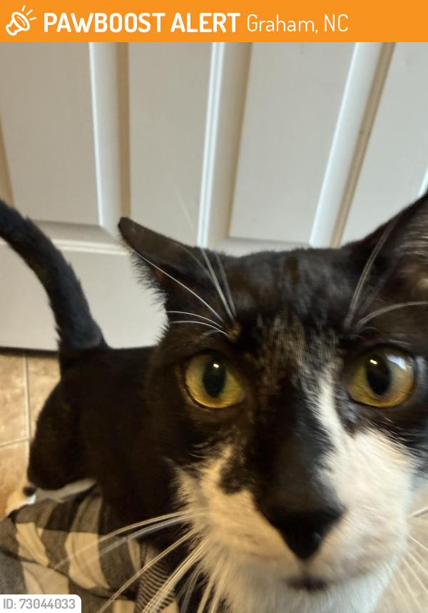 Found/Stray Male Cat last seen Eli Whitney NC, Graham, NC 27253