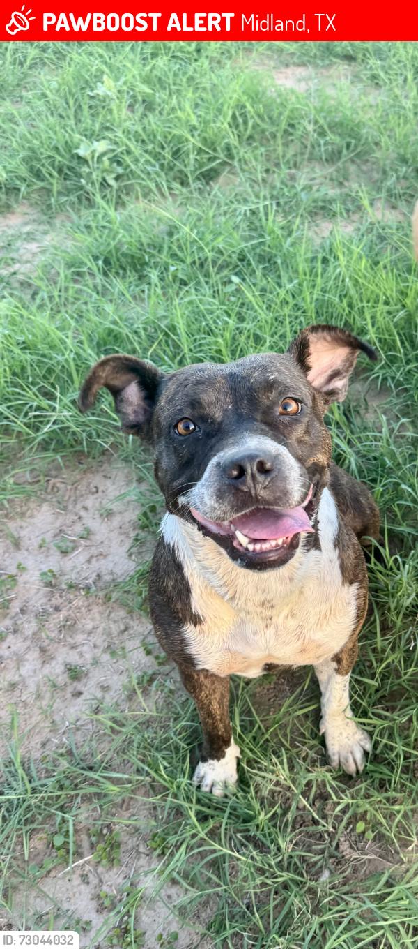 Lost Female Dog last seen Near Midkiff and cotton flt county road 140, Midland, TX 79706